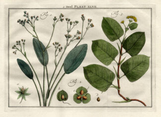 Antique Botany Print-RENEALMIA-RUMEX-Houttuyn-1774