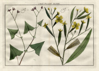 Antique Botany Print-TRUELLUM-PRIMROSE-Houttuyn-1774