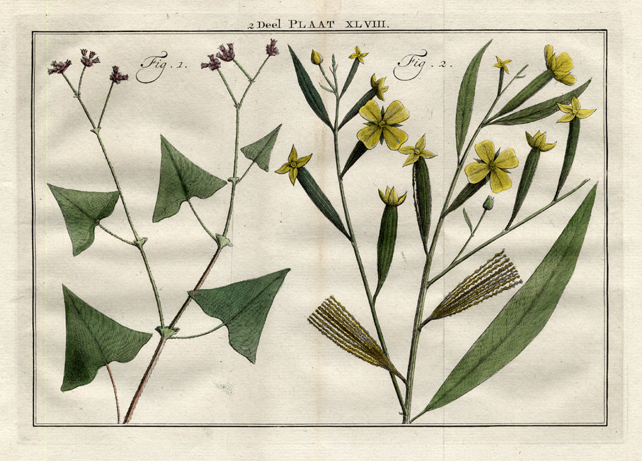 , Antique Botany Print-TRUELLUM-PRIMROSE-Houttuyn-1774, Pictura Antique Prints