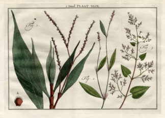 Antique Botany Print-POLYGONUM-BUCKWHEAT-Houttuyn-1774