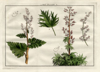 Antique Botany Print-RHEUM-RHUBARB-Houttuyn-1774