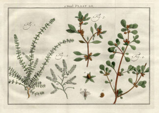 Antique Print-EUPHORBIA-SPURGE-SWEETJUICE-Houttuyn-1774