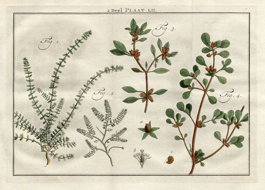 , Antique Print-EUPHORBIA-SPURGE-SWEETJUICE-Houttuyn-1774, Pictura Antique Prints