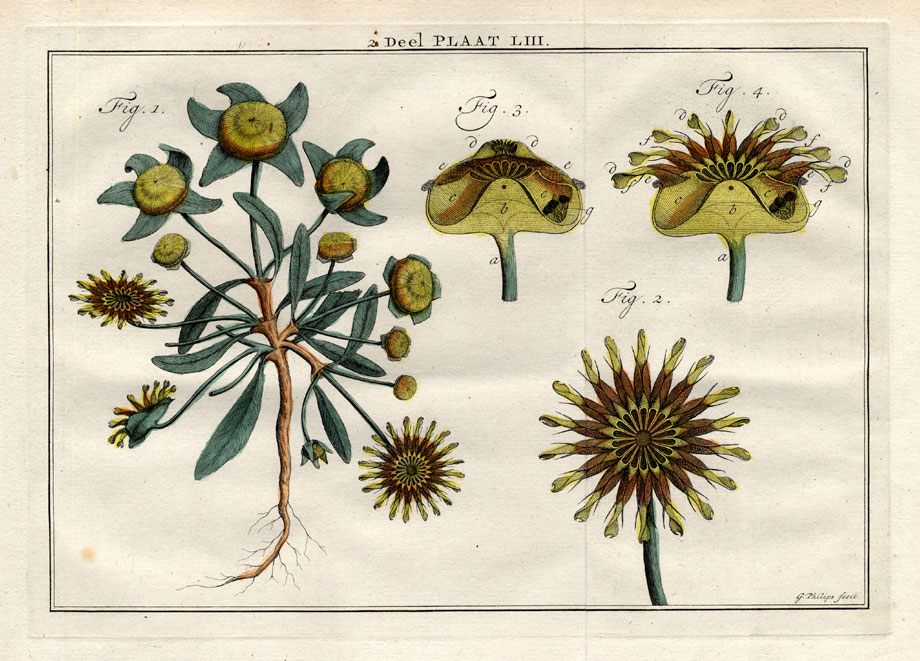 , Antique Print-SESUVIUM-ICE PLANT-PEBBLE-Houttuyn-1774, Pictura Antique Prints