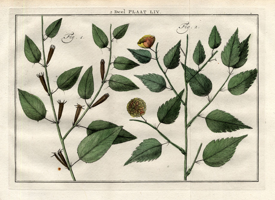 , Antique Botany Print-CORCHORIUS-JUTE-Houttuyn-1774, Pictura Antique Prints