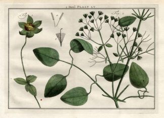 Antique Botany Print-CLEMATIS-ANEMONE-Houttuyn-1774