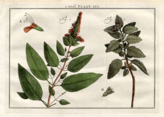 Antique Print-TEUCRIUM-NEPETA-CATNIP-Houttuyn-1774