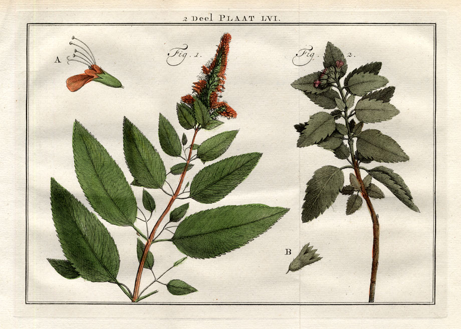 , Antique Print-TEUCRIUM-NEPETA-CATNIP-Houttuyn-1774, Pictura Antique Prints