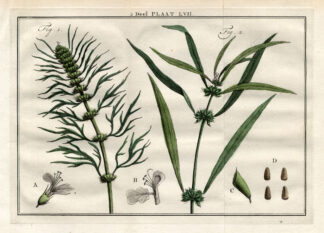 Antique Print-LEONORUS-PHLOMIS-MOTHERWORT-Houttuyn-1774