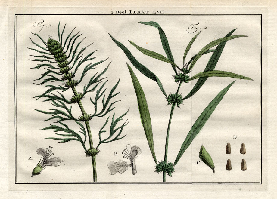 , Antique Print-LEONORUS-PHLOMIS-MOTHERWORT-Houttuyn-1774, Pictura Antique Prints