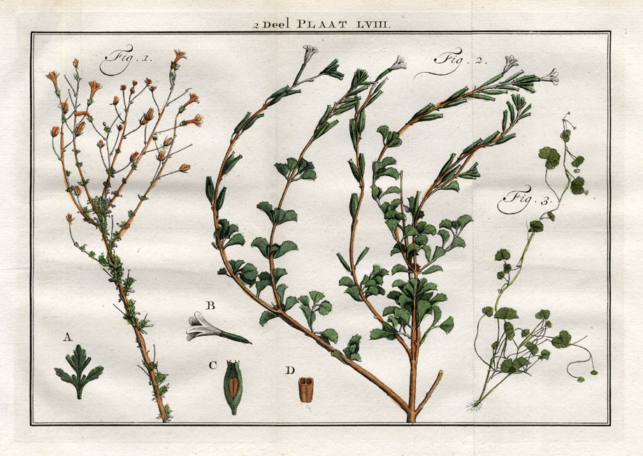 , Antique Print-ERINUS-BUCHNERA-MONEYWORT-Houttuyn-1774, Pictura Antique Prints