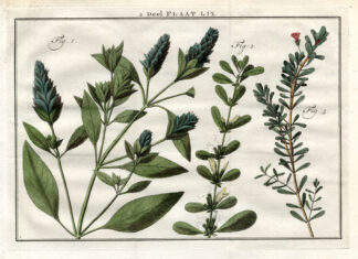 Antique Botany Print-RUELLIA-WILD PETUNIA-Houttuyn-1774