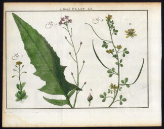 Antique Botany Print-DRABA-BUNIAS-CLEOME-Houttuyn-1774