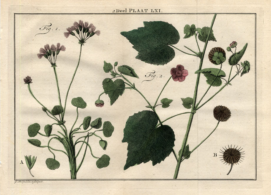 , Antique Botany Print-GERANIUM-SIDA-MALLOW-Houttuyn-1774, Pictura Antique Prints