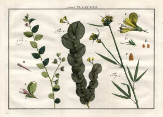 AntiquePrint-POLYGALA-CROTALARIA-MILKWORT-Houttuyn-1774
