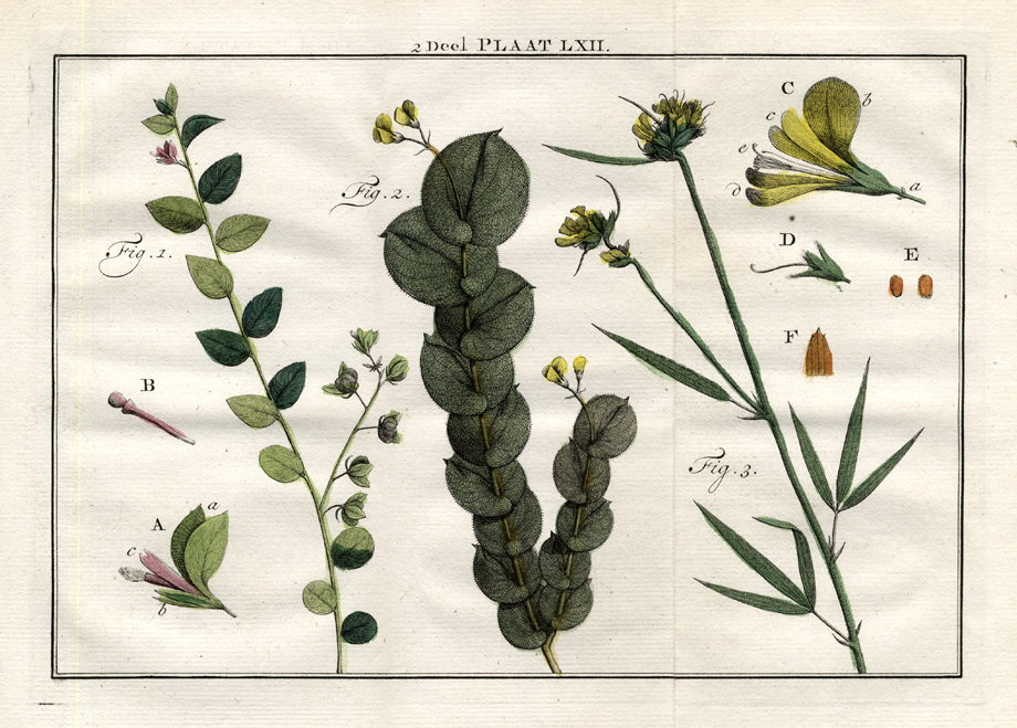 , AntiquePrint-POLYGALA-CROTALARIA-MILKWORT-Houttuyn-1774, Pictura Antique Prints
