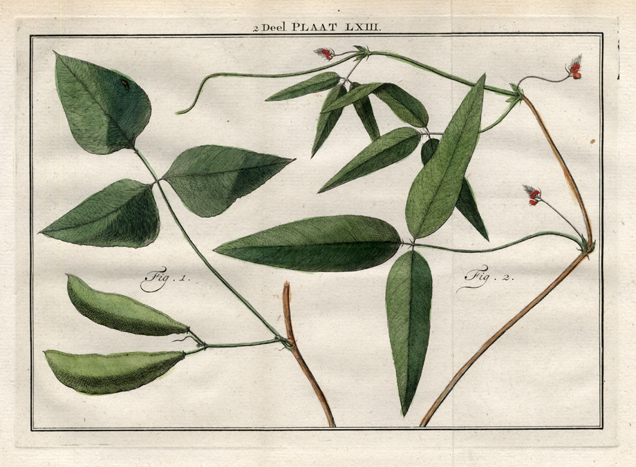 , Antique Botany Print-PHASEOLUS-LIMA BEAN-Houttuyn-1774, Pictura Antique Prints