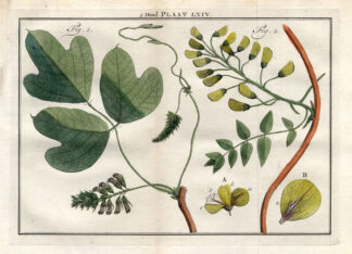 Antique Botany Print-FIELD BEAN-DOLICHOS-Houttuyn-1774