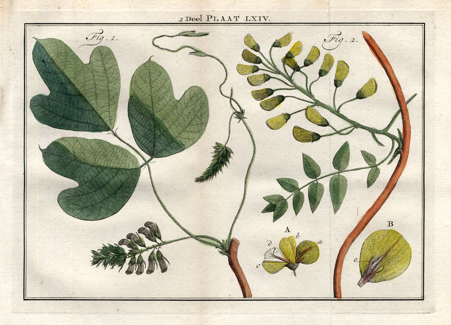 Bb05246 416x300 Antique Botany Print-FIELD BEAN-DOLICHOS-Houttuyn-1774