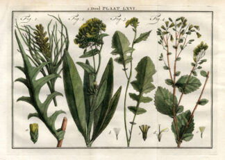 Antique Print-PRENANTHES-RATTLESNAKE ROOT-Houttuyn-1774