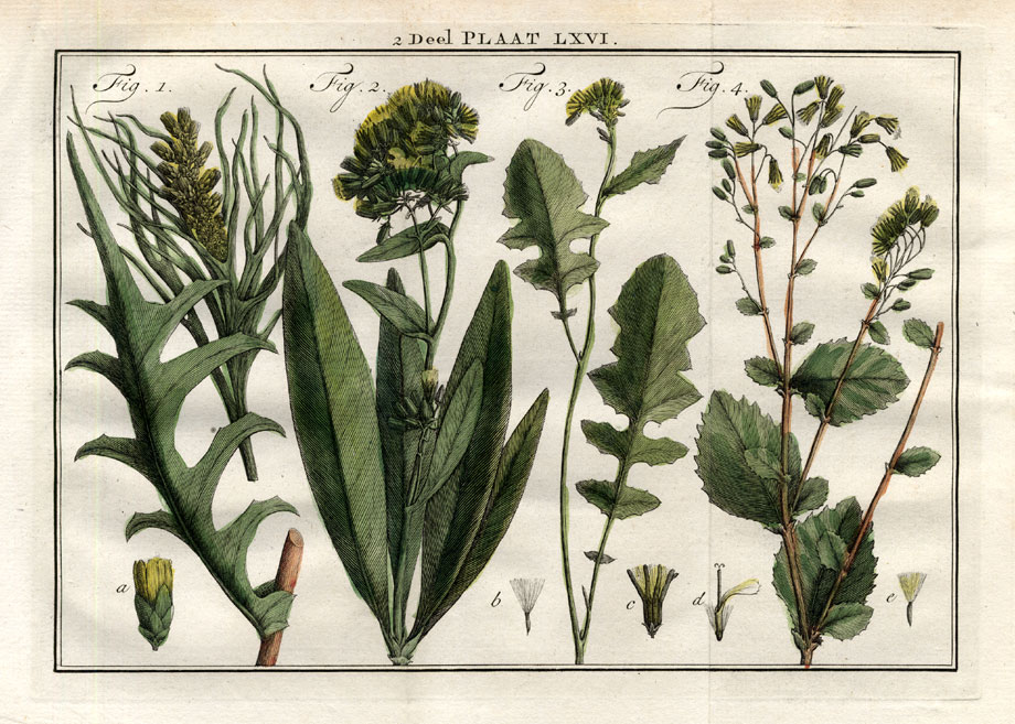 , Antique Print-PRENANTHES-RATTLESNAKE ROOT-Houttuyn-1774, Pictura Antique Prints