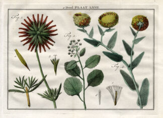 Antique Botany Print-THISTLE-ASTER-DAISY-Houttuyn-1774