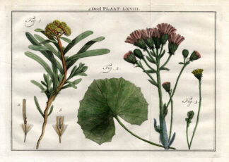 Antique Botany Print-COLTSFOOT-ARNICA-Houttuyn-1774