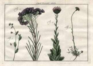 Antique Print-ERIGERON-CHRYSANTHEMUM-Houttuyn-1774