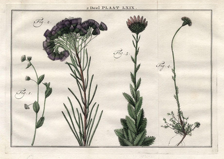 , Antique Print-ERIGERON-CHRYSANTHEMUM-Houttuyn-1774, Pictura Antique Prints