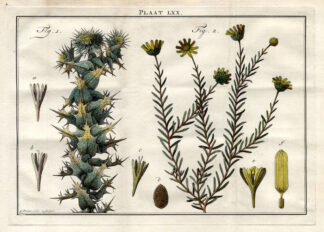 Antique Botany Print-POT MARIGOLD-DAISY-Houttuyn-1774