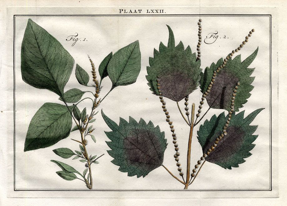 , Antique Botany Print-AMARANTH-ACALYPHA-Houttuyn-1774, Pictura Antique Prints