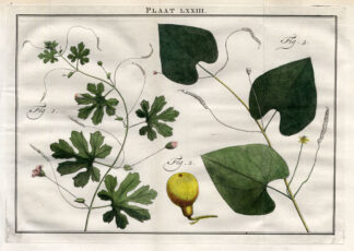 Antique Botany Print-SQUASH-STAR CUCUMBER-Houttuyn-1774