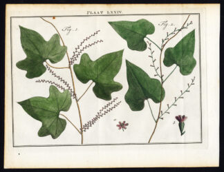 Antique Botany Print-BLACK BRYONY-VROUWENZEGELHouttuyn-1774