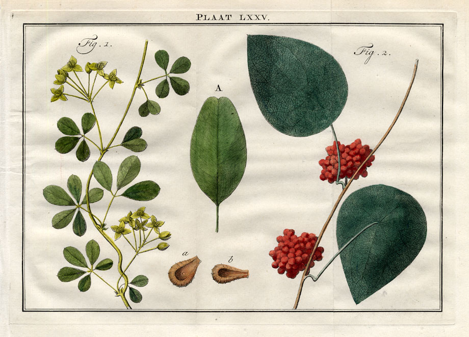 , Antique Botany Print-RAJANIA QUINATA-AKEBI-MOONSEED-Houttuyn-1774, Pictura Antique Prints