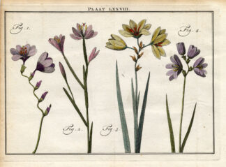 Antique Botany Print-CORN LILY-IXIA CAMPUNALATA-BULB-FLOWER-Houttuyn-1774