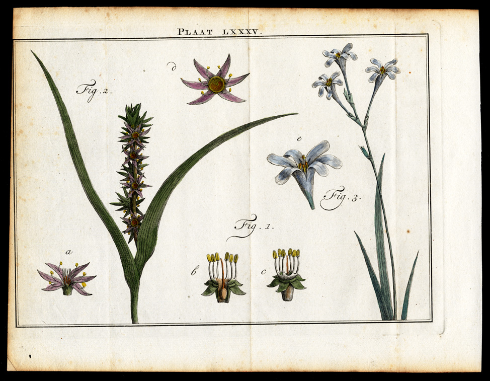, Antique Botany Print-MASSONIA-ASPARAGUS-GIANT HONEY FLOWER-FLOWER-Houttuyn-1774, Pictura Antique Prints
