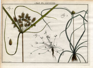 Antique Botany Print-PAPYRUS SEDGE-GRASSWEED-GRASS PLANT-Houttuyn-1774