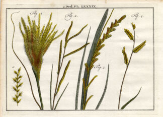 Antique Botany Print-CHINESE SILVER GRASS-PASPALUM-GRASS PLANT-Houttuyn-1774