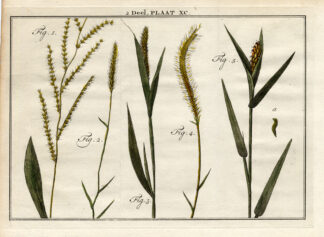 Antique Botany Print-SWITCHGRASS-CATSTAIL-GRASS PLANT-Houttuyn-1774