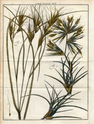 Antique Botany Print-FEATHER GRASS-NEEDLE GRASS-SPINIFEX-Houttuyn-1774