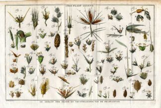 Antique Botany Print-GRASS PLANTS-Houttuyn-1774