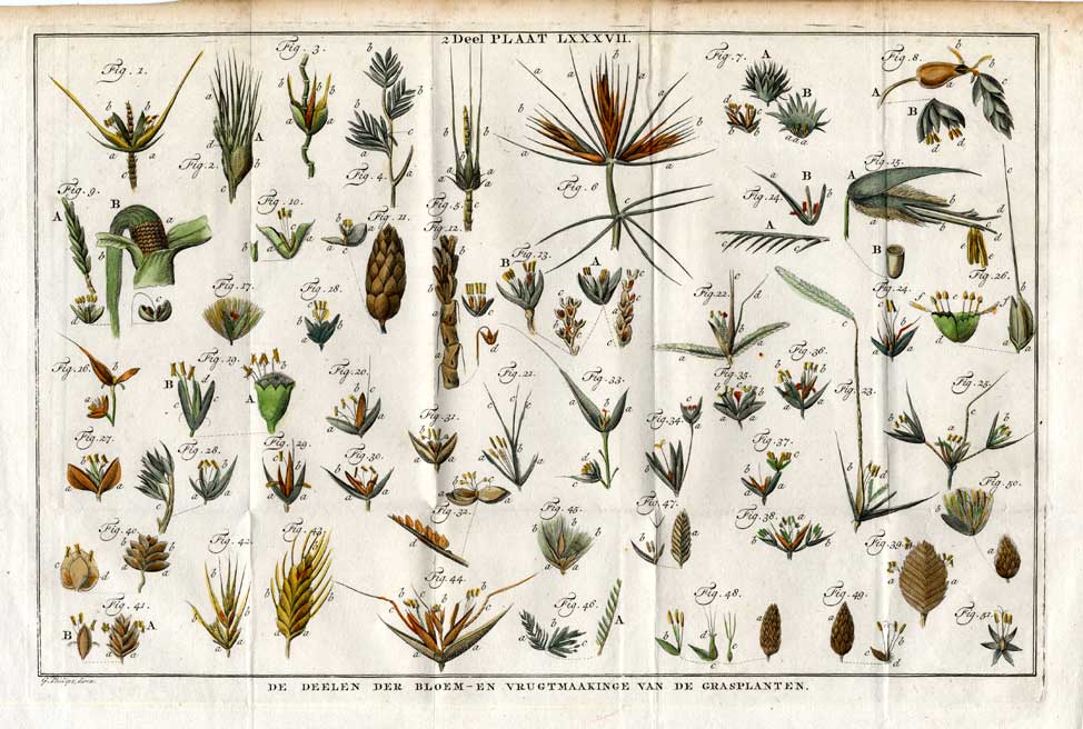 , Antique Botany Print-GRASS PLANTS-Houttuyn-1774, Pictura Antique Prints