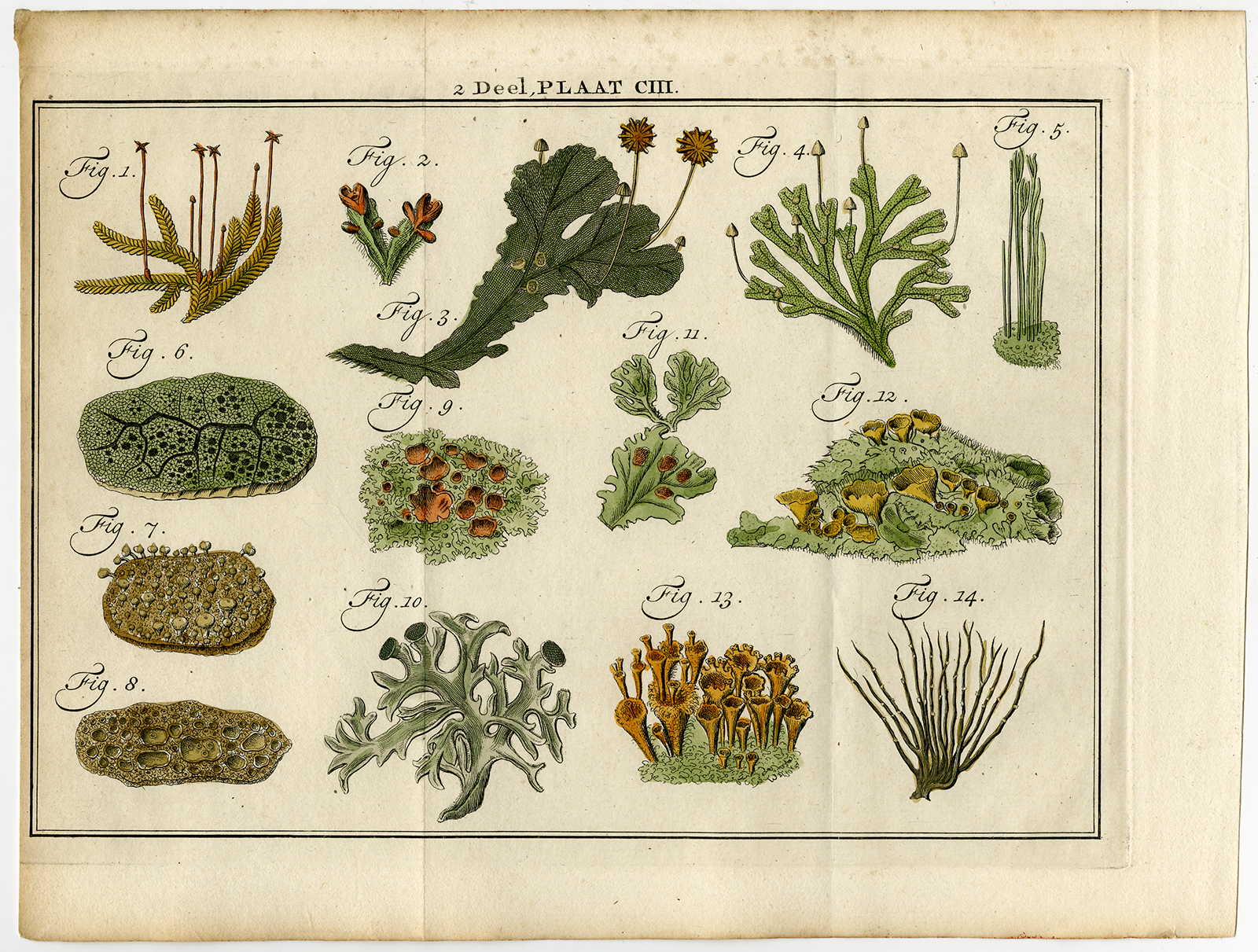, Antique Botany Print-MOSS-FUNGUS-LICHEN-Houttuyn-1774, Pictura Antique Prints