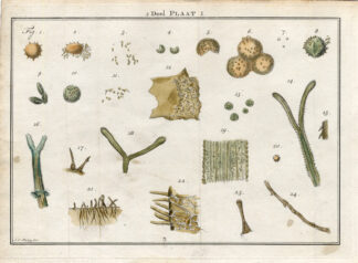 Antique Botany Print-PALM TREES-POLLEN-Houttuyn-1774
