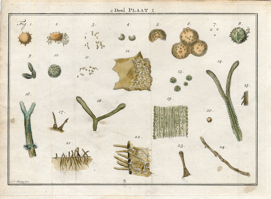 , Antique Botany Print-PALM TREES-POLLEN-Houttuyn-1774, Pictura Antique Prints