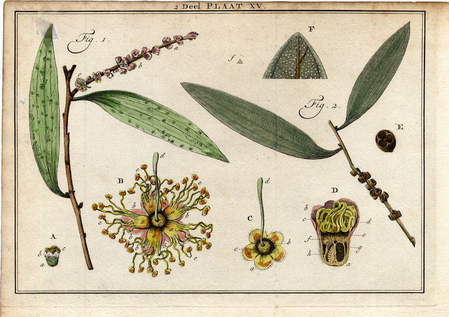 Bb06048 416x294 Antique Botany Print-TREE-MELALEUCA-STAMEN-FILAMENT-ANTHER-Houttuyn-1774