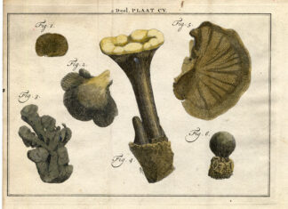 Antique Botany Print-MUSHROOM-PUFFBALL-Houttuyn-1774