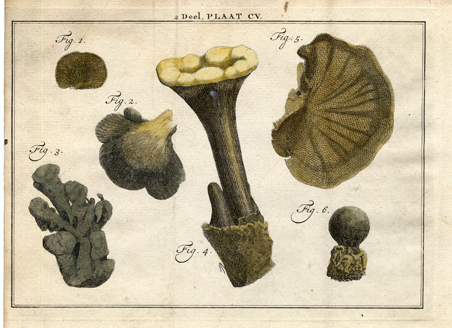 , Antique Botany Print-MUSHROOM-PUFFBALL-Houttuyn-1774, Pictura Antique Prints