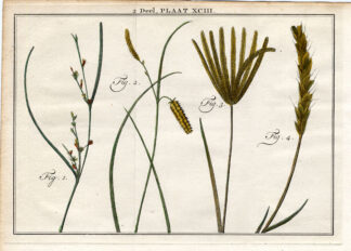 Antique Botany Print-RUSH-MUD SEDGE-SHORE SEDGE-BEARD GRASS-Houttuyn-1774
