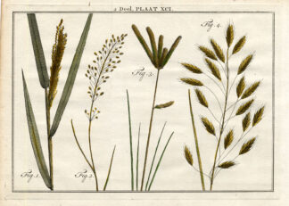 Antique Botany Print-REED CANARY GRASS-POA-MEADOW GRASS-Houttuyn-1774